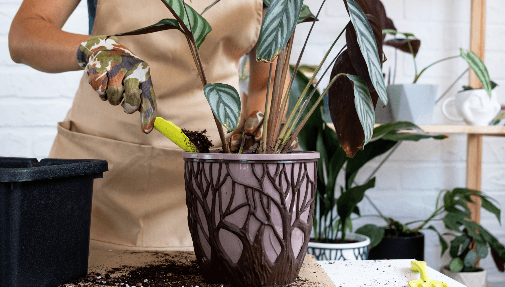 Nos conseils clés pour entretenir ta plante : Calathea lancifolia – Plantes  Pour Tous