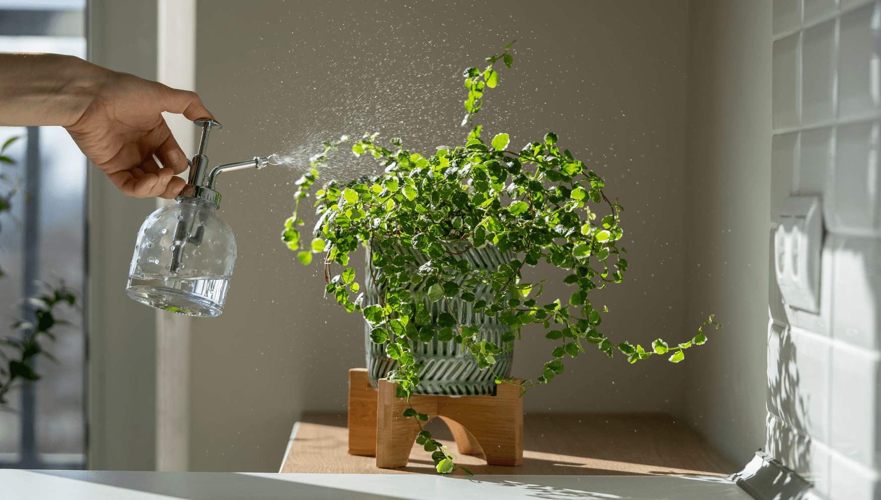 Ficus misting