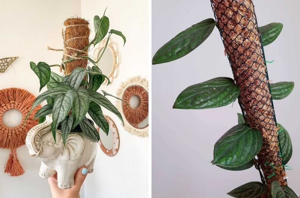 Comment faire un tuteur en sphaigne naturelle pour monstera - Mimipots 