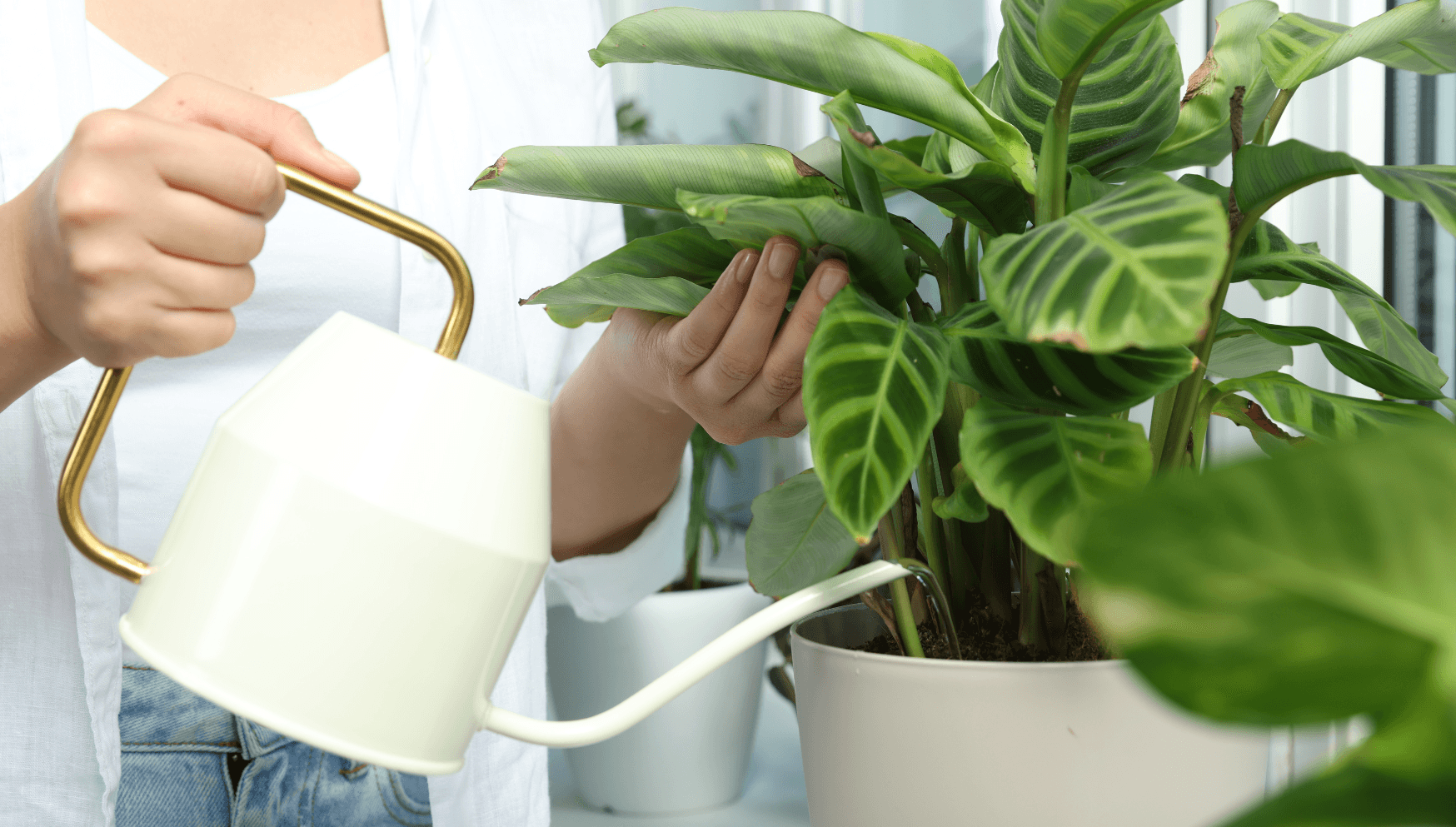 Watering Calathea