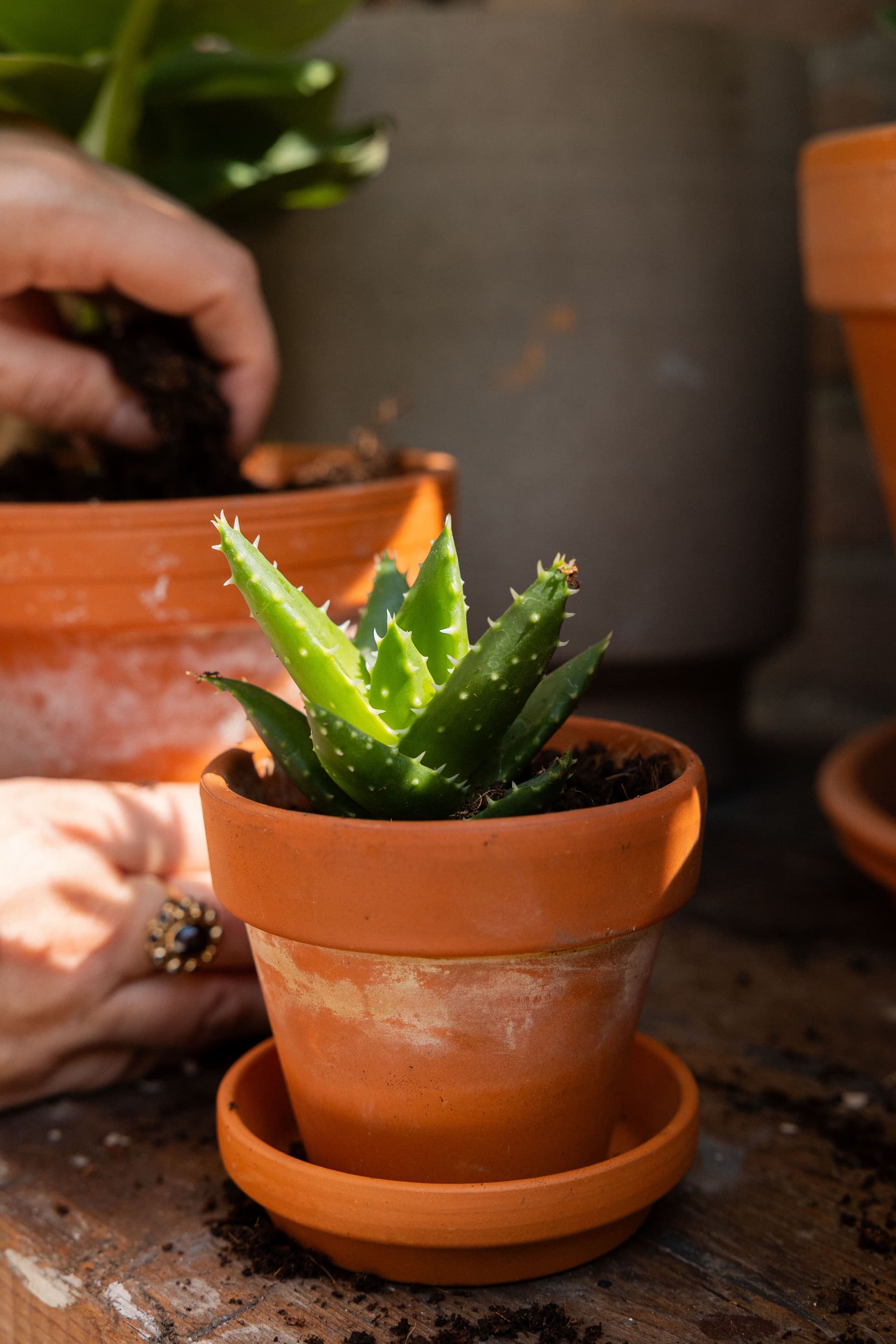 Aloe vera