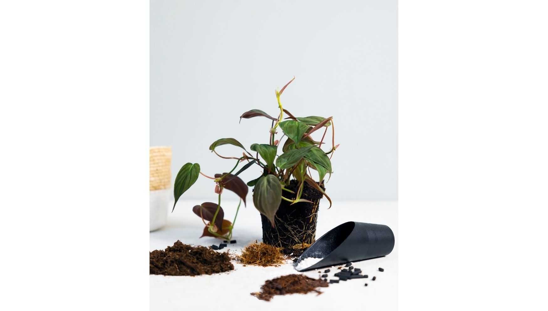 Ingrédients Pour Le Sol Des Plantes En Pot Maison Tourbe Terre Sable Perlite  Vermiculite Noix De Coco Un Mélange Pour Planter Des Plantes Dans Un Pot