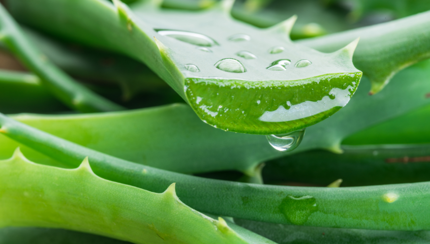 Aloe vera : conseils sur l'entretien, l'arrosage, l'engrais et le