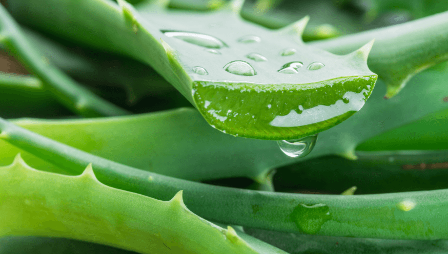 Nos conseils clés pour entretenir ta plante : Aloe Vera – Plantes