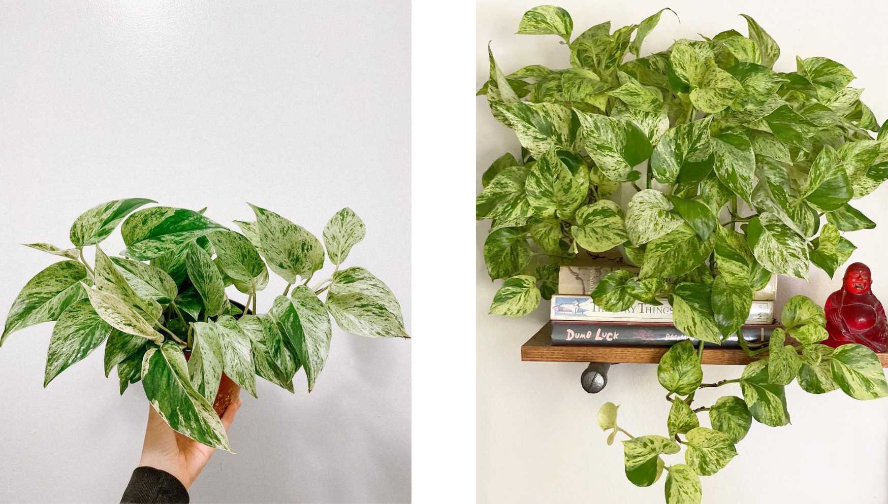 Peperomia, pot en céramique suspendu, 13cm