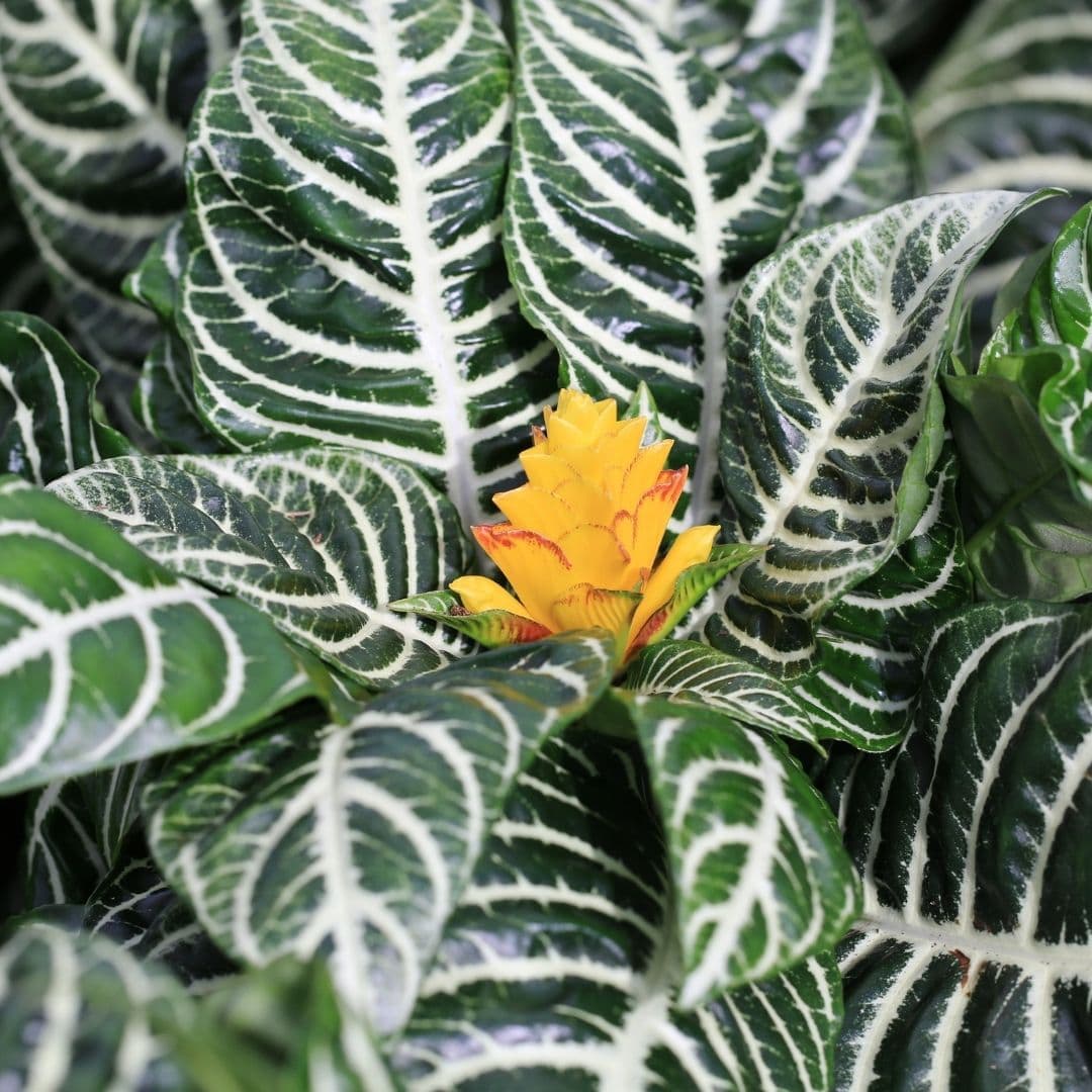 Aphelandra