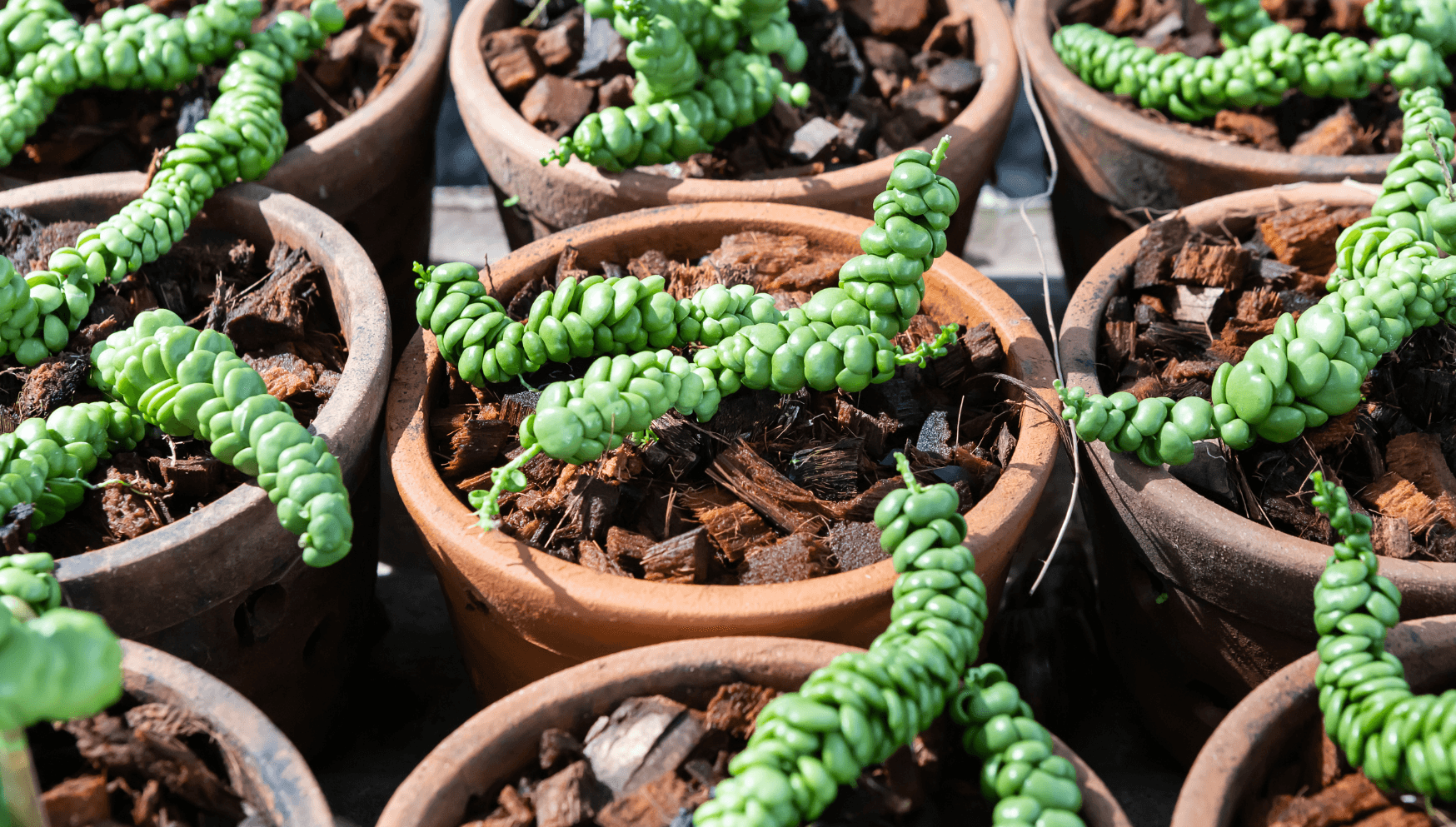 Dischidia cadente da appendere H56