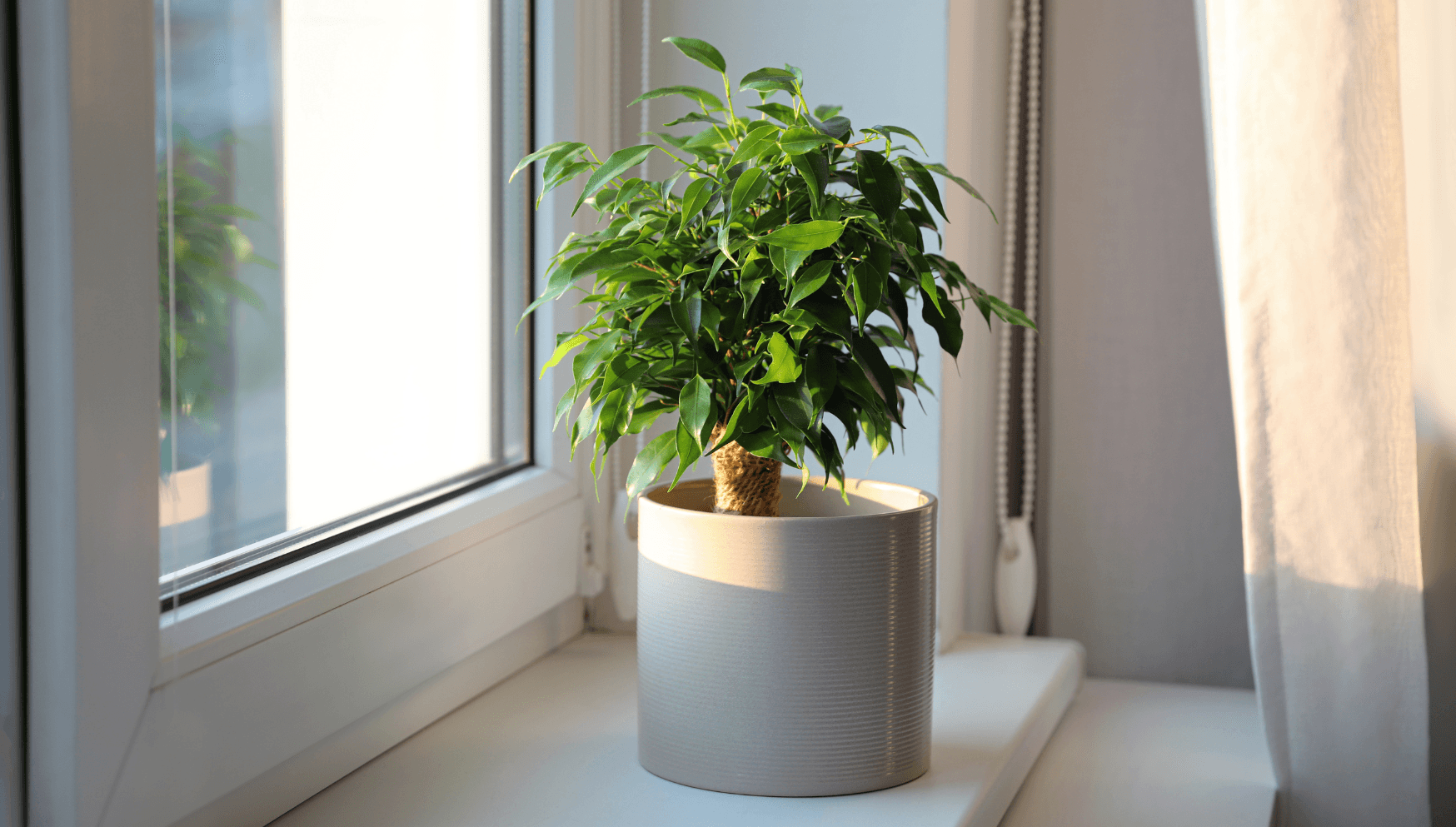 Ficus Care: Expert Tips for Thriving Plants