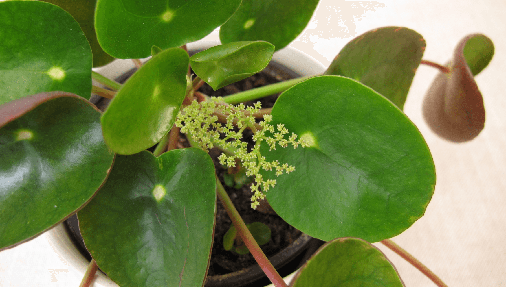 Pilea flowering