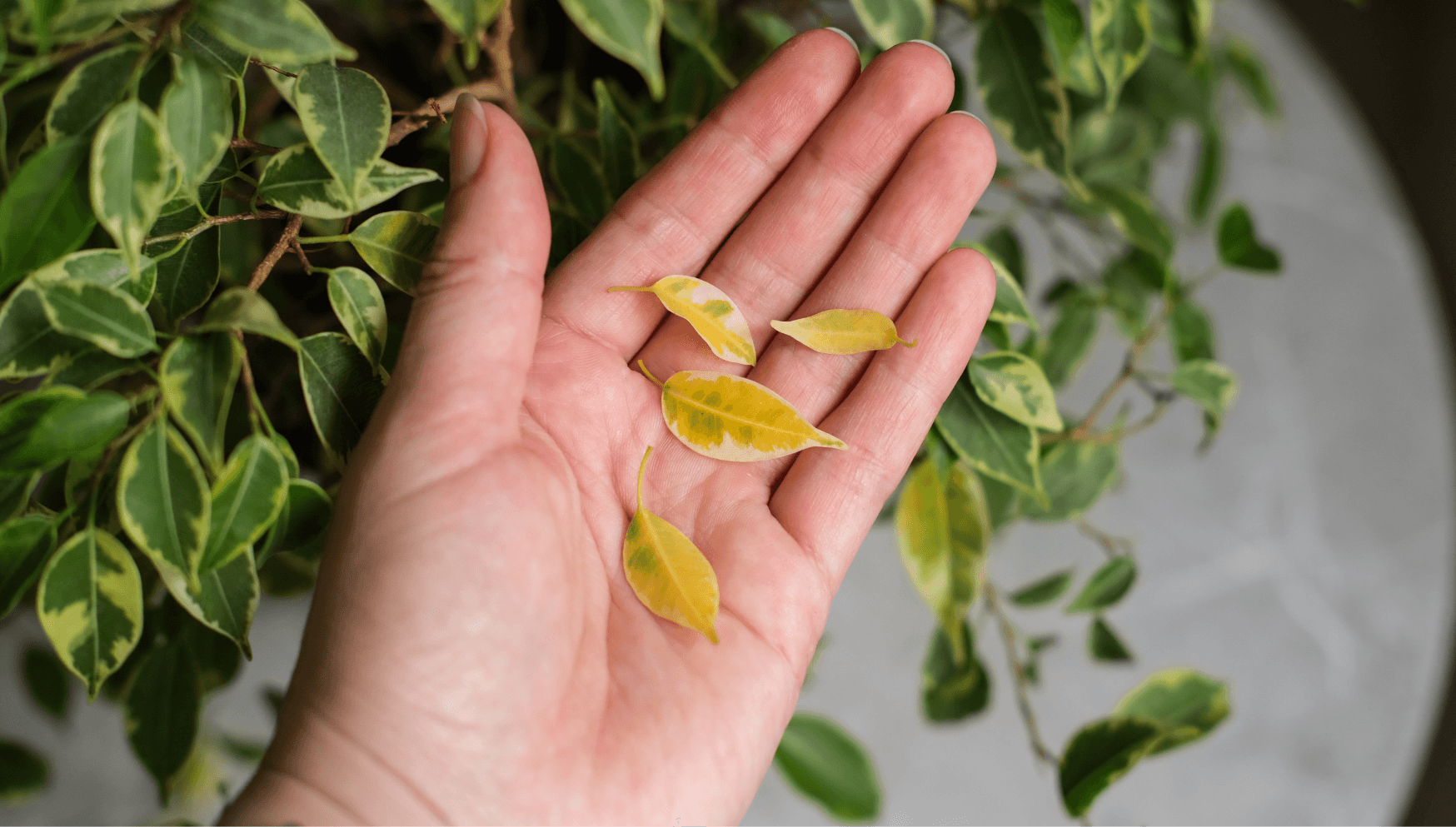 Ficus yellow leaves