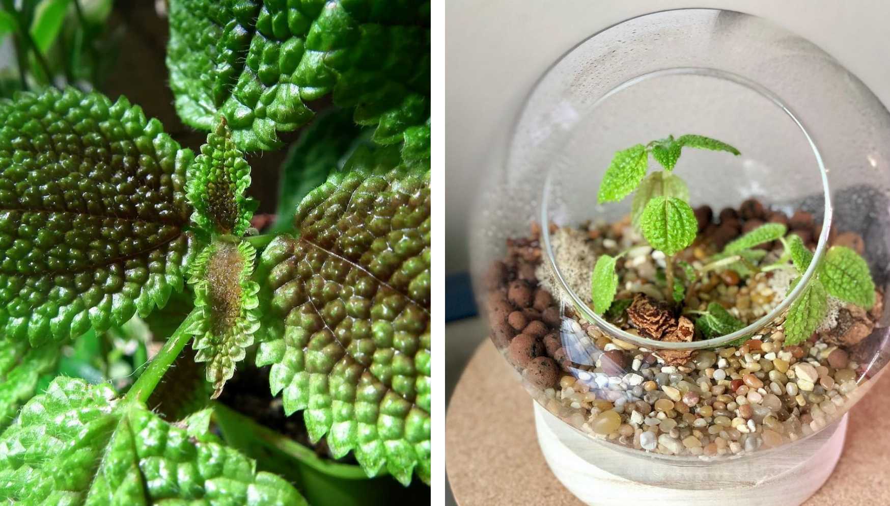 These 12 Terrarium Plants Will Look Adorable in Your Mini Garden  Best terrarium  plants, Terrarium plants, Closed terrarium plants