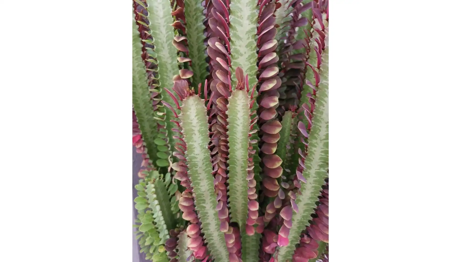 cactu (2).webp