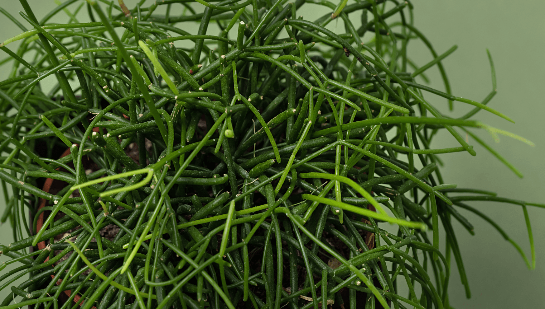 Rhipsalis leaves