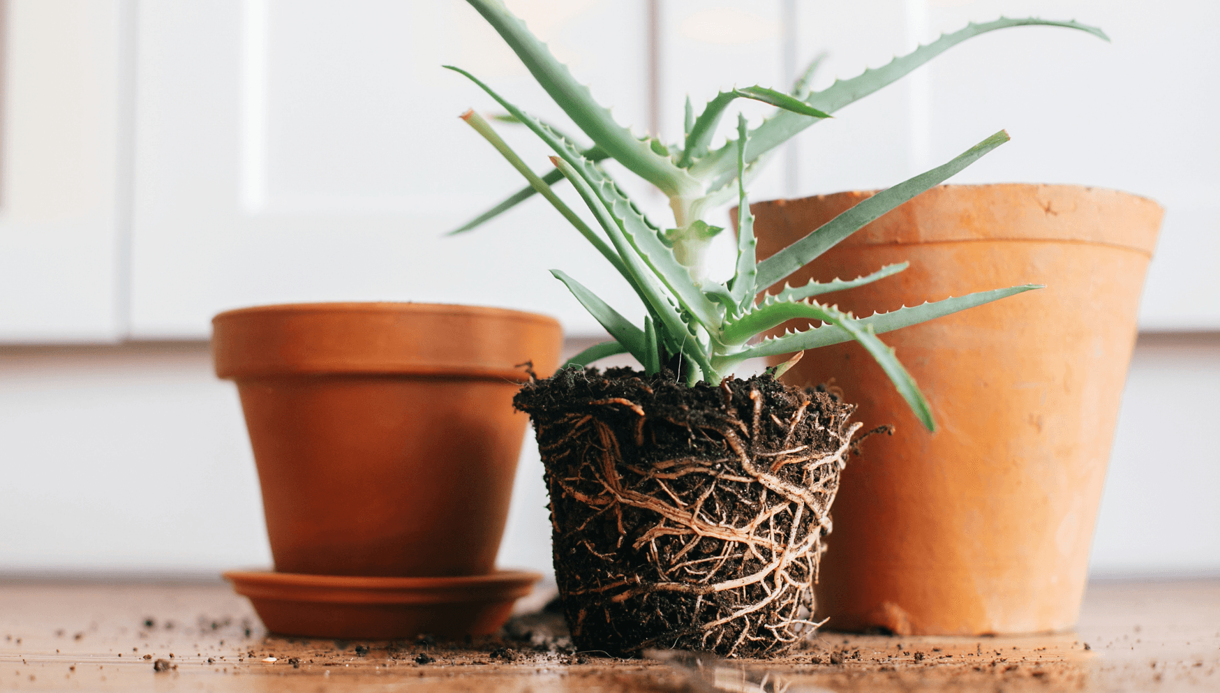 repotting aloe vera