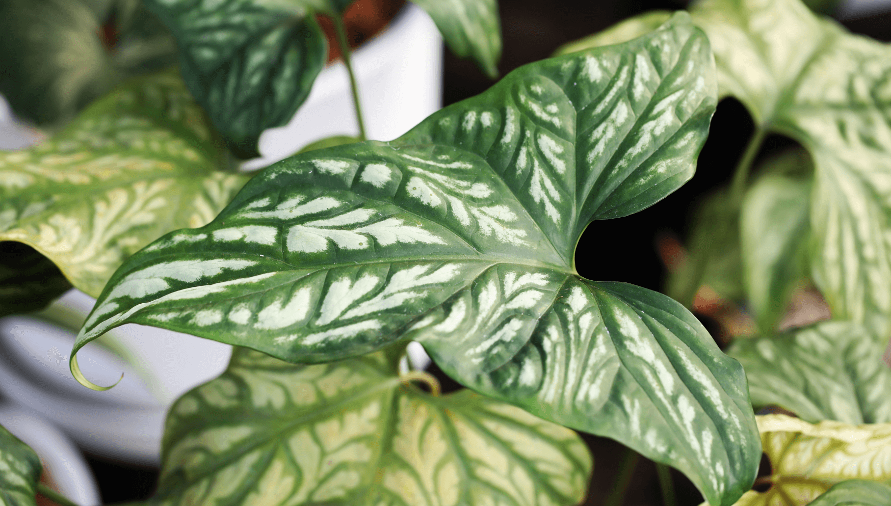 Cercestis leaves close up