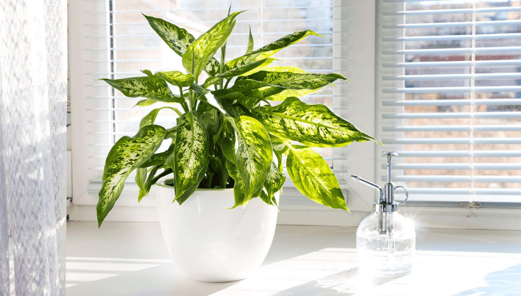 Dieffenbachia houseplant