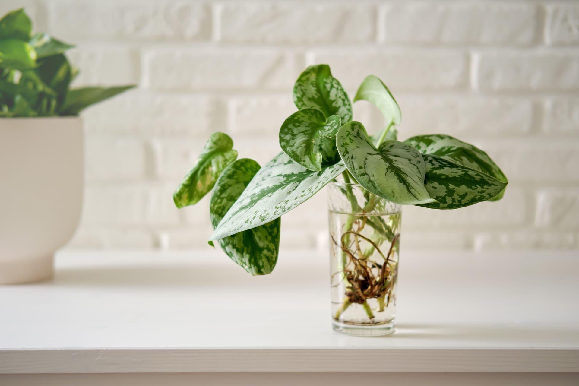 Scindapsus (Satin Pothos) - Expert tips