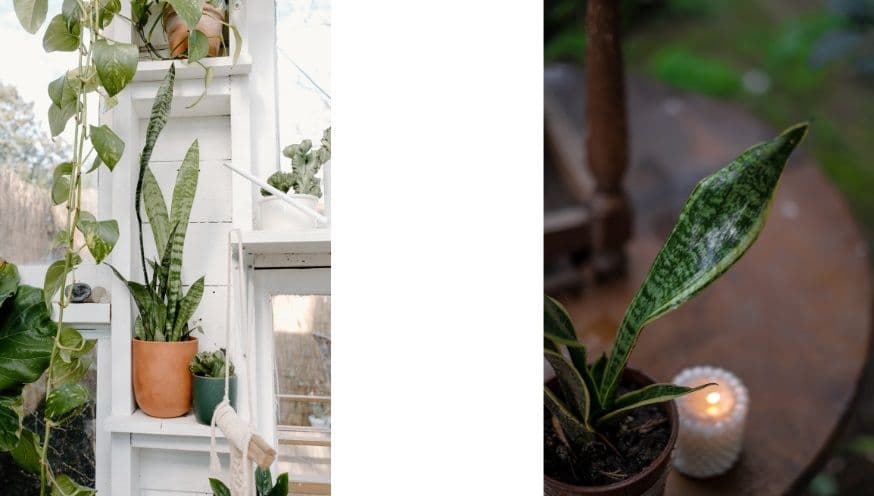 # snake plant.jpg