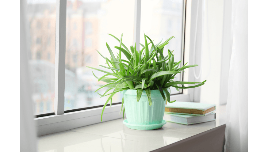 Nos conseils clés pour entretenir ta plante : Aloe Vera – Plantes