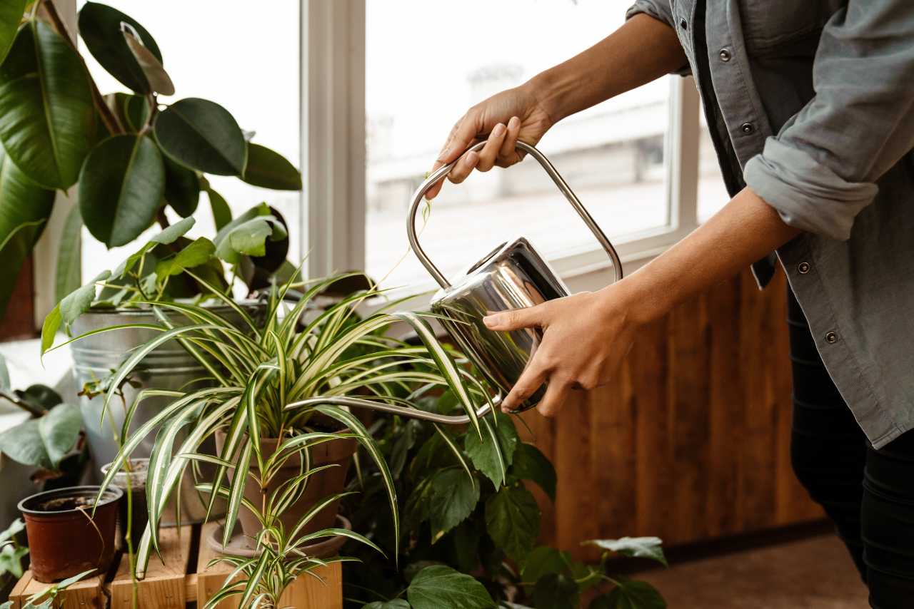 watering plants