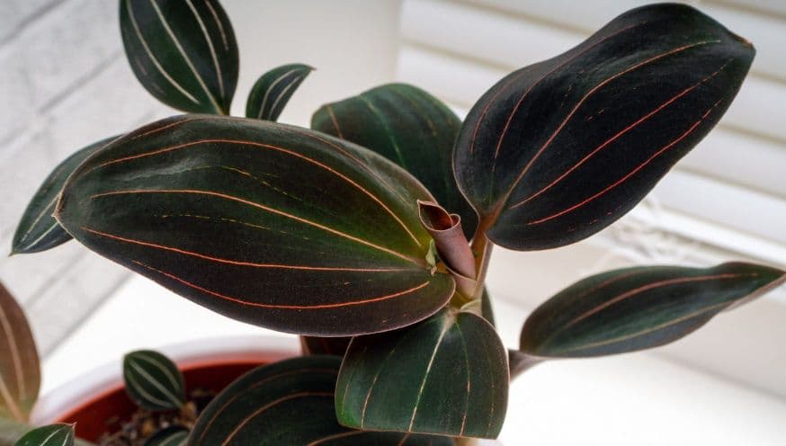 jewel orchid 3.jpg