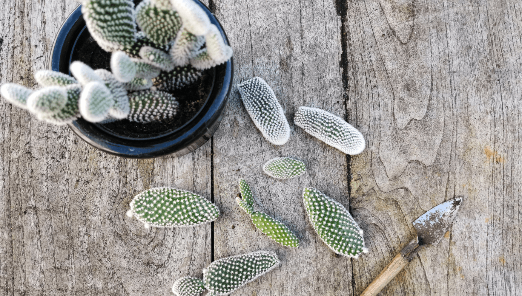 Insect pests of cacti and succulents grown as house plants