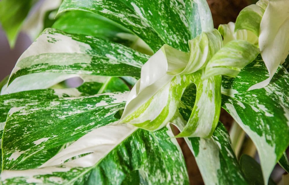 Monstera variegata