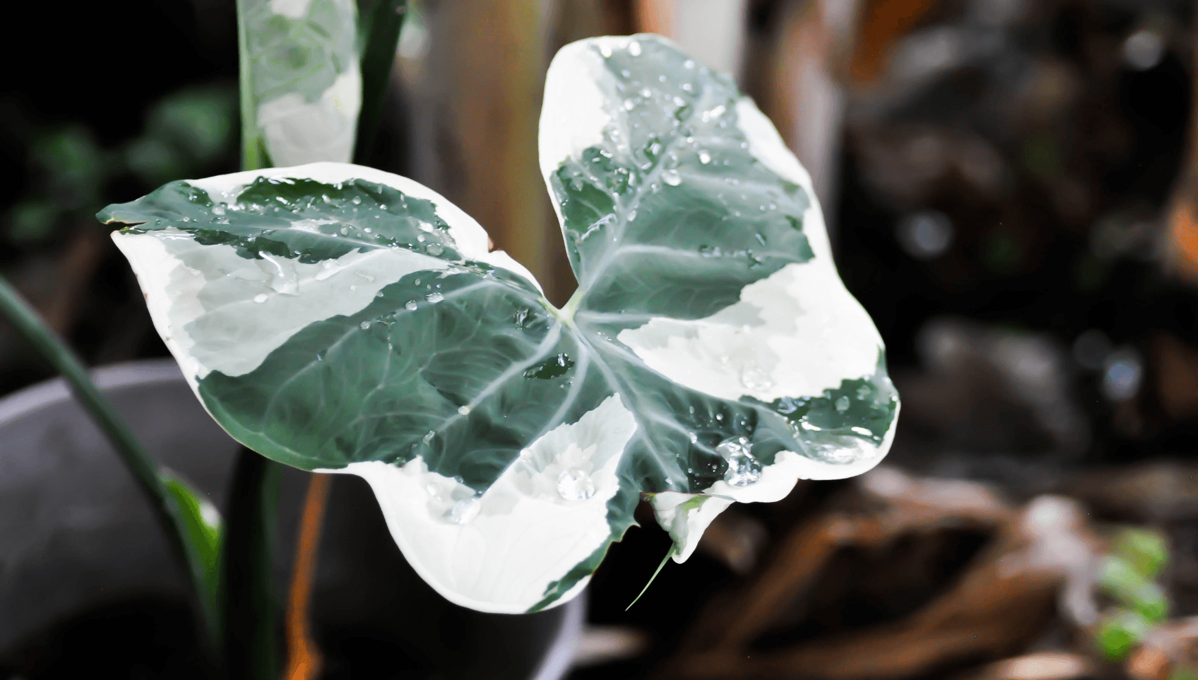 Xanthosoma leaves variegated