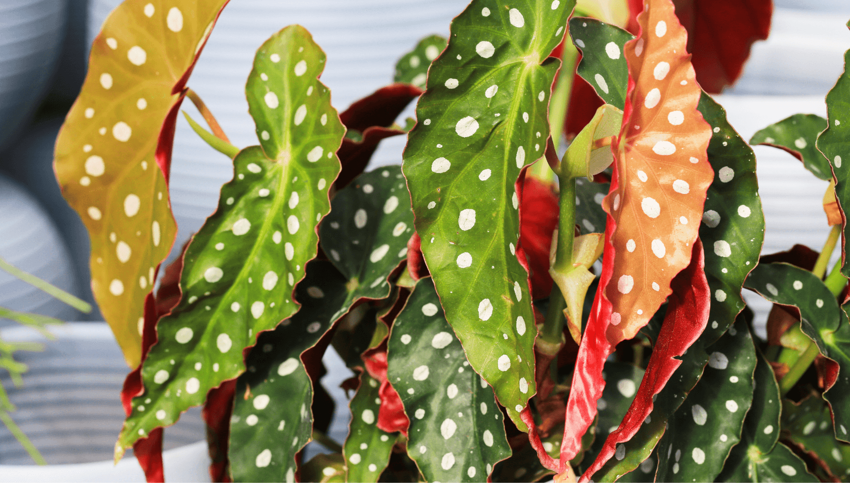 Begonia leaves