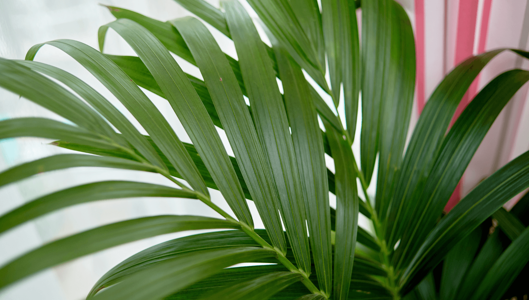 Areca : tout savoir sur ce palmier d'intérieur - Jardin23