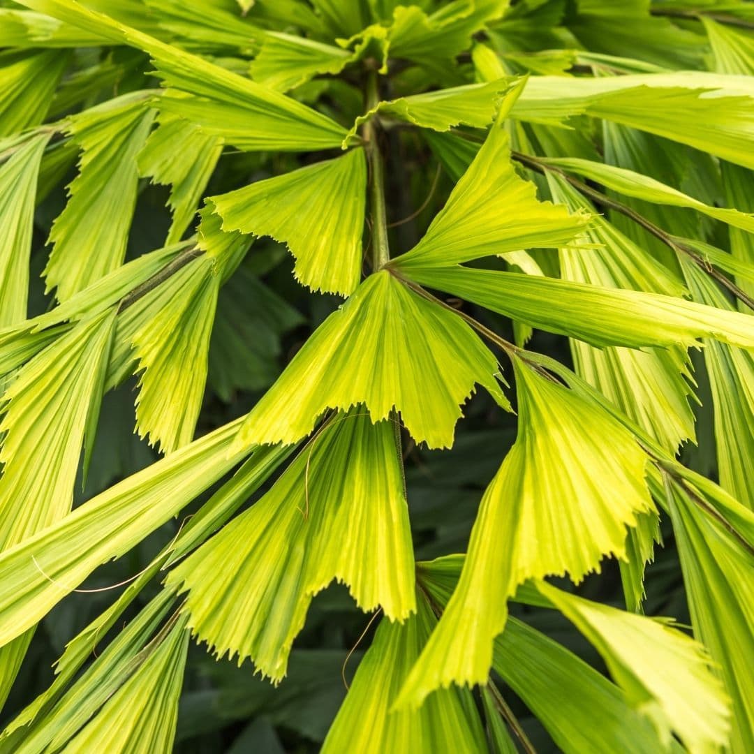 Caryota