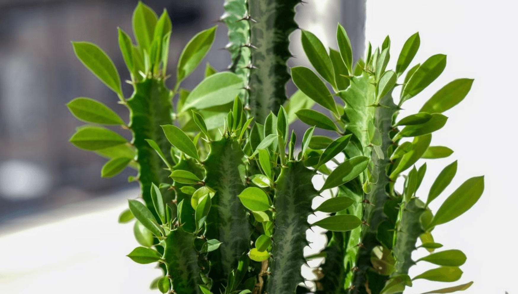 Euphorbia plant