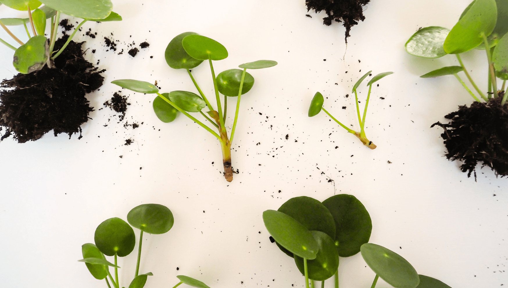 Mes ustensiles pour une cuisine saine • LÉA PILEA