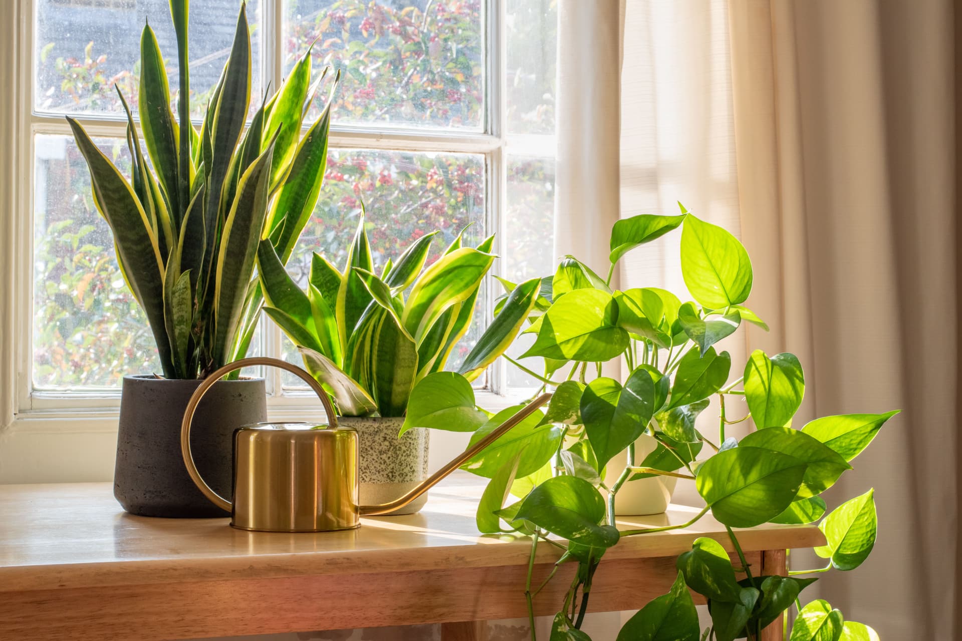Epipremnum with watering can 