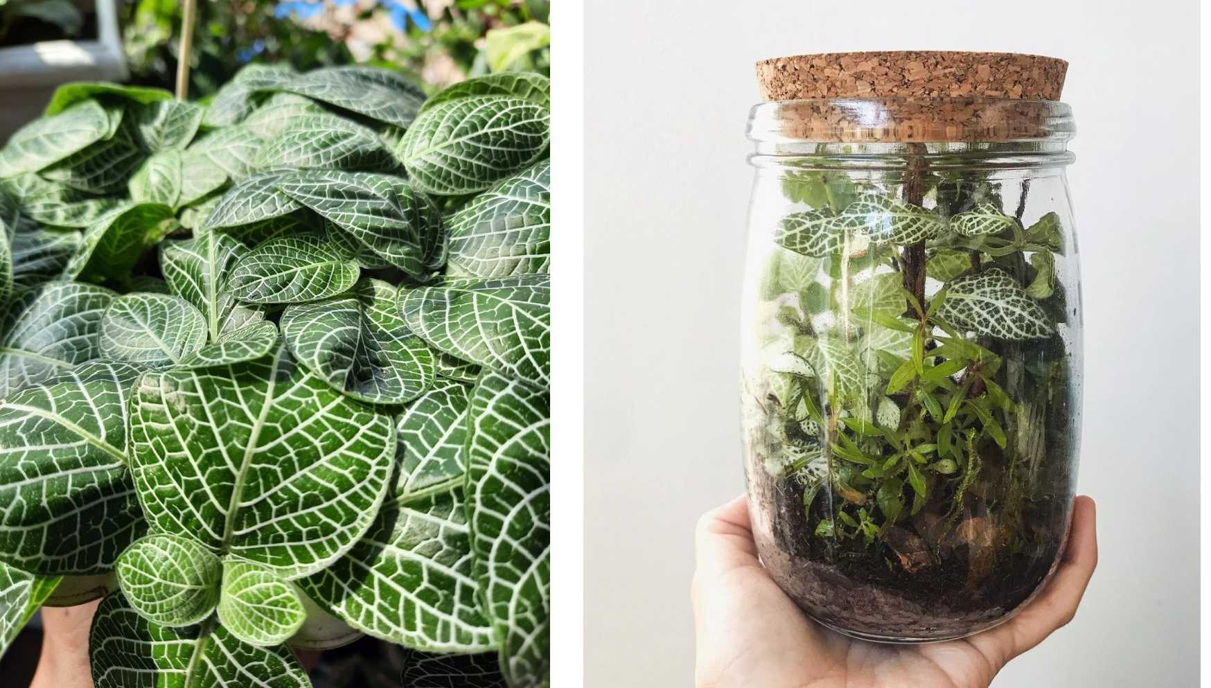 Quelles plantes pour un terrarium ? 