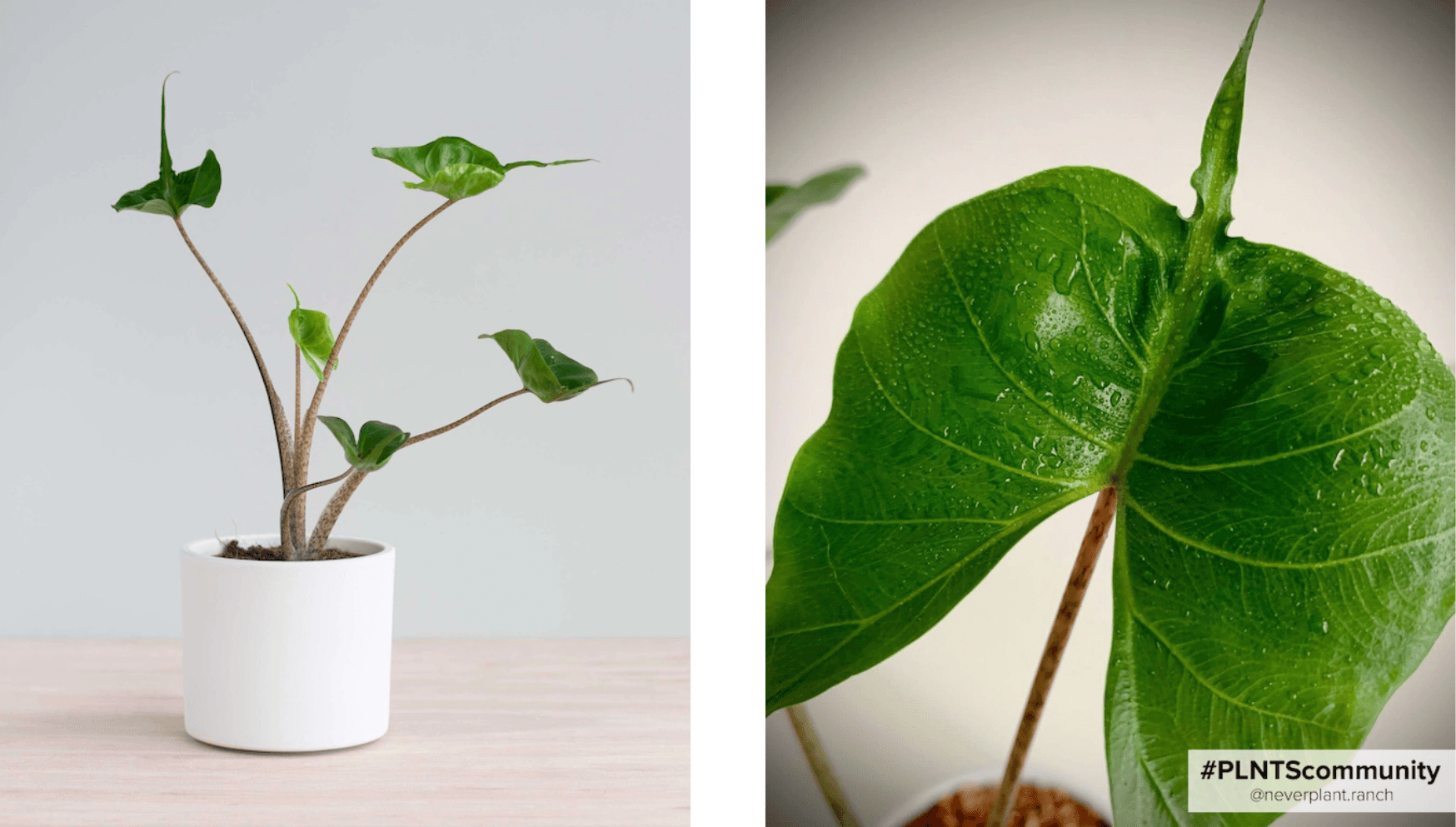 Alocasia Stingray