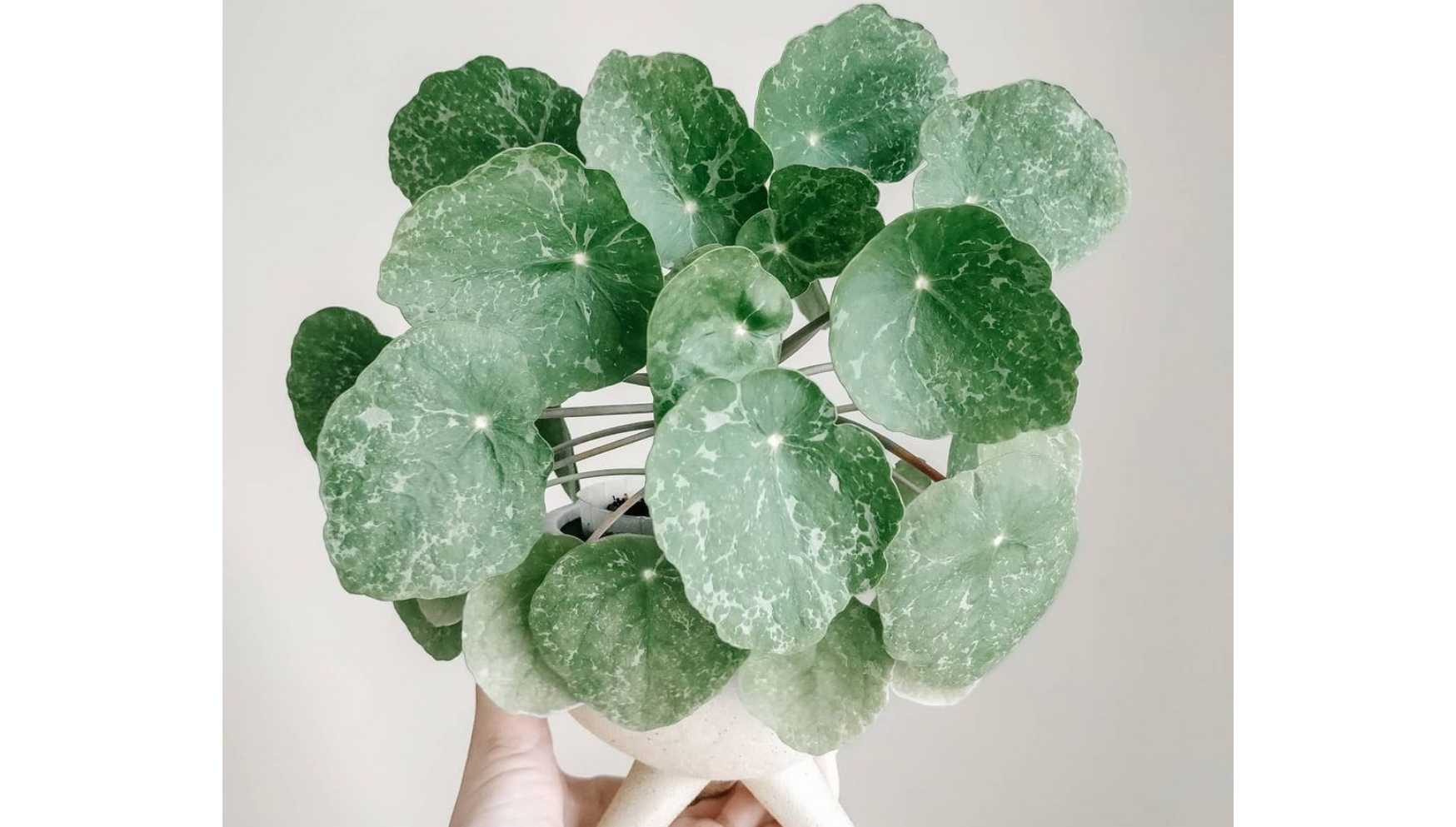 pilea suger terrarium.jpg