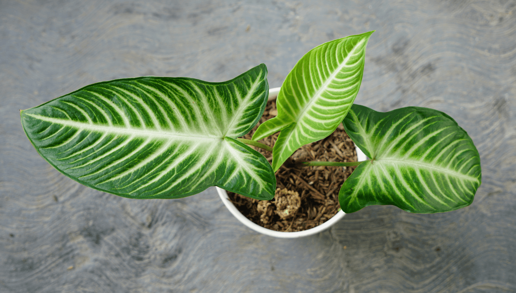 Xanthosoma houseplant