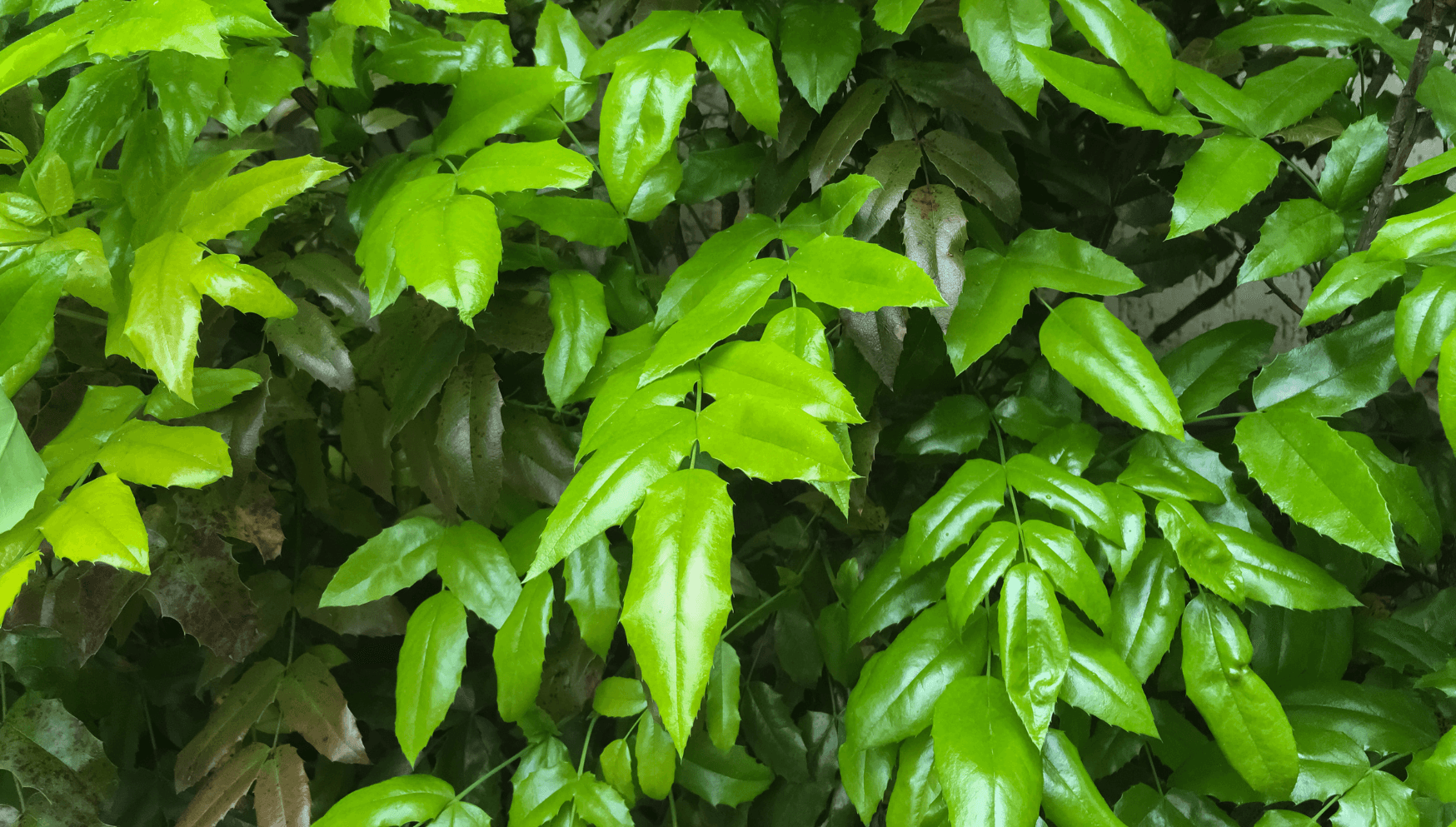 Castano leaves