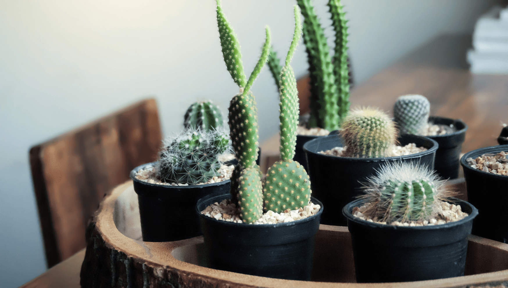 cactus grow kit w/ cactus-shaped pot