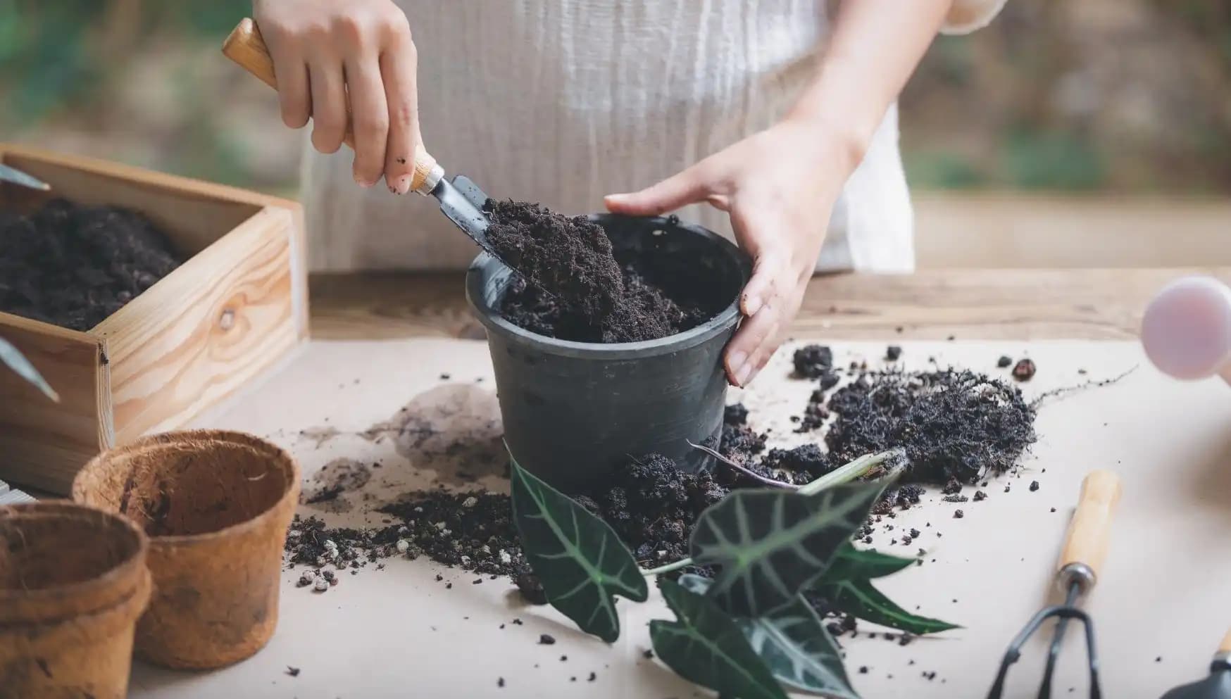 The best potting soil mix for your houseplants!