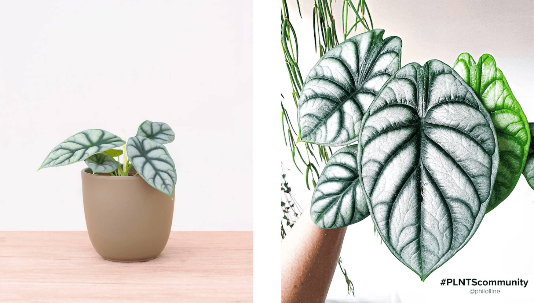 Alocasia Silver Dragon