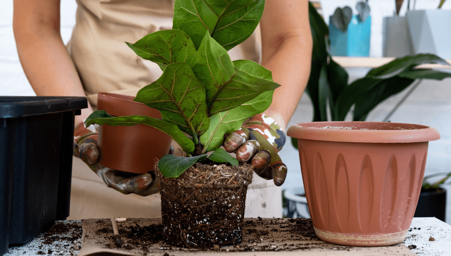 Ficus repotting