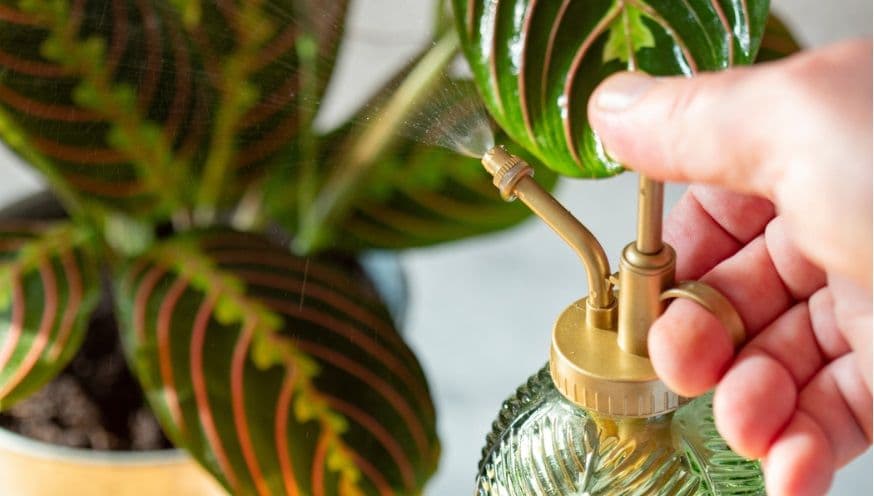 Humidity and Houseplants