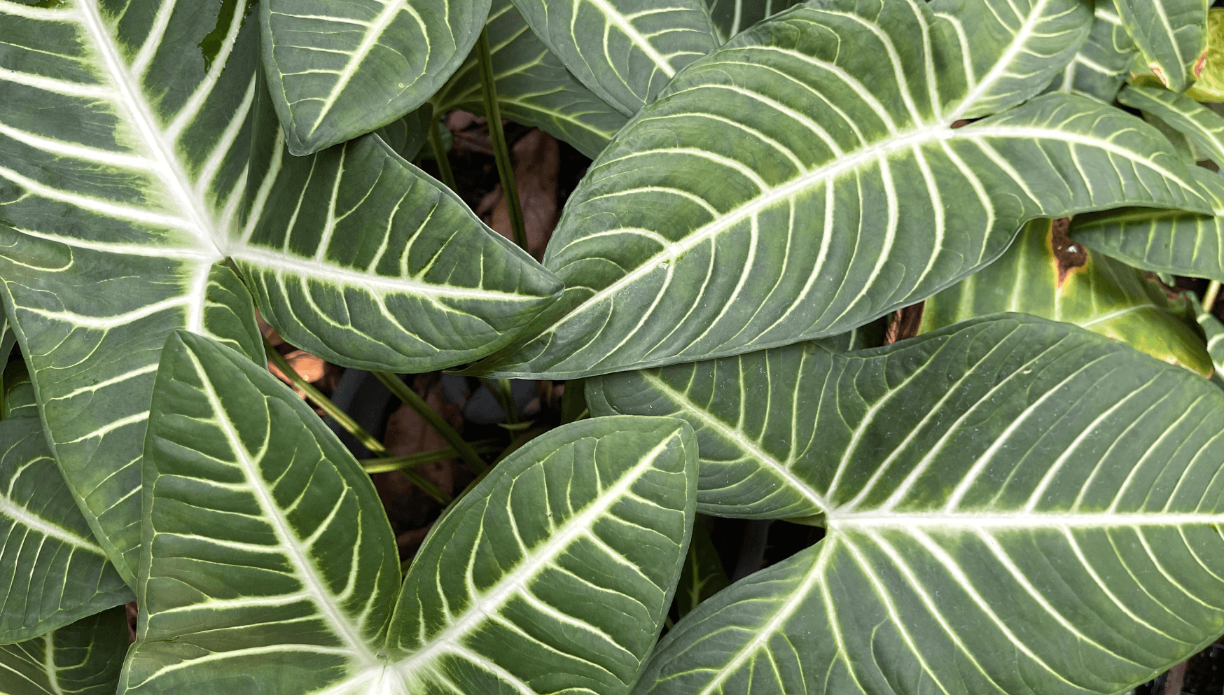 Xanthosoma leaves close up