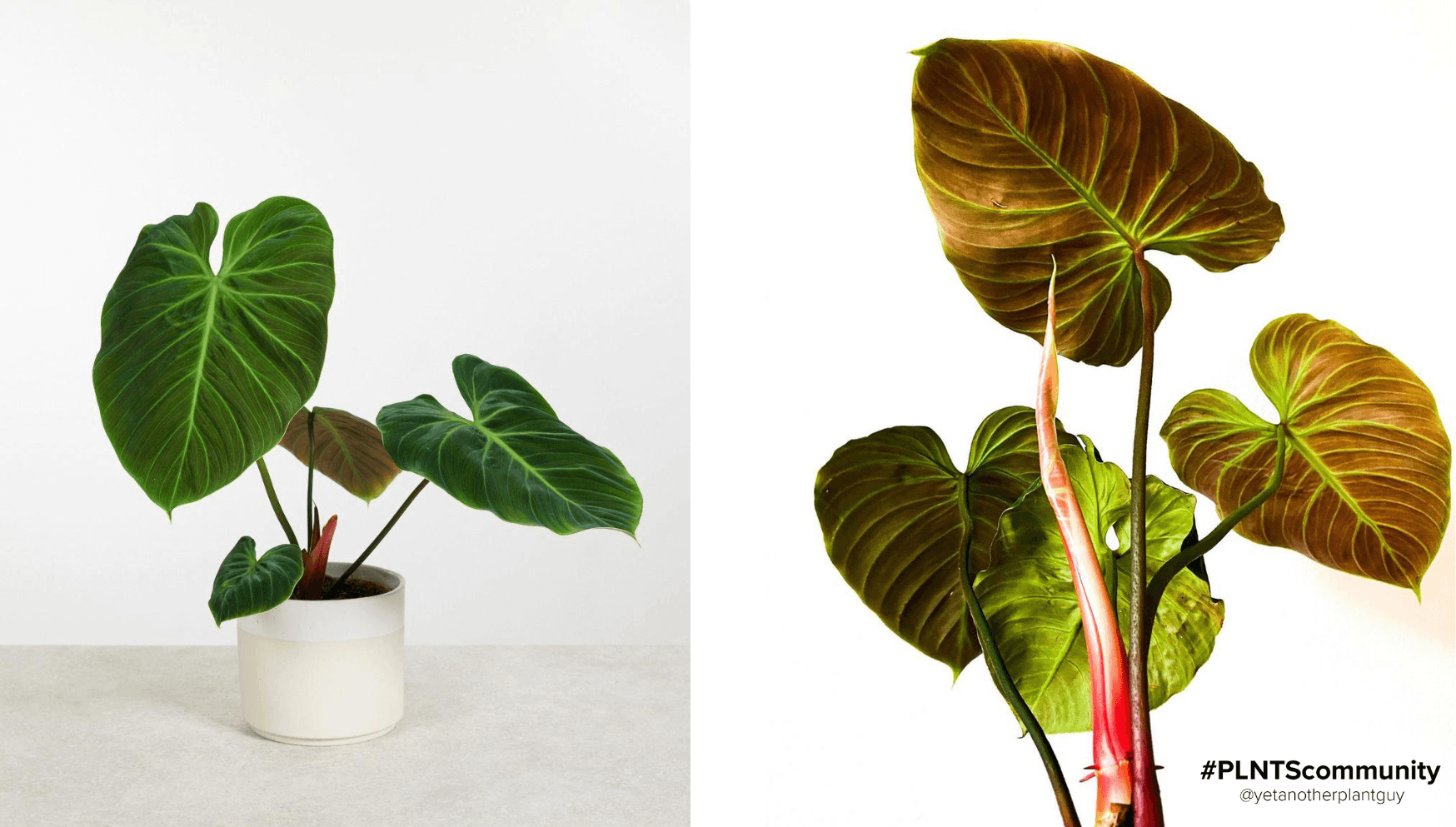 Philodendron El Choco Red