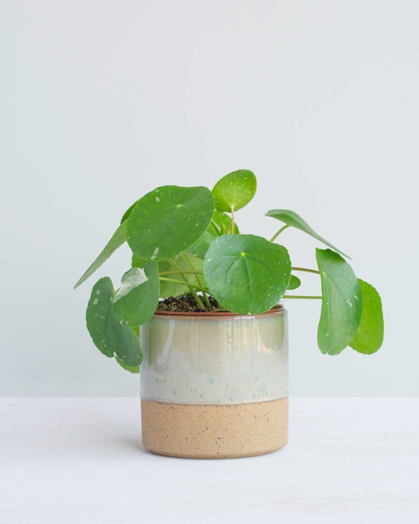 PL_M_033_Pilea-Splash_potCR_M_1027719-864x1080.jpeg