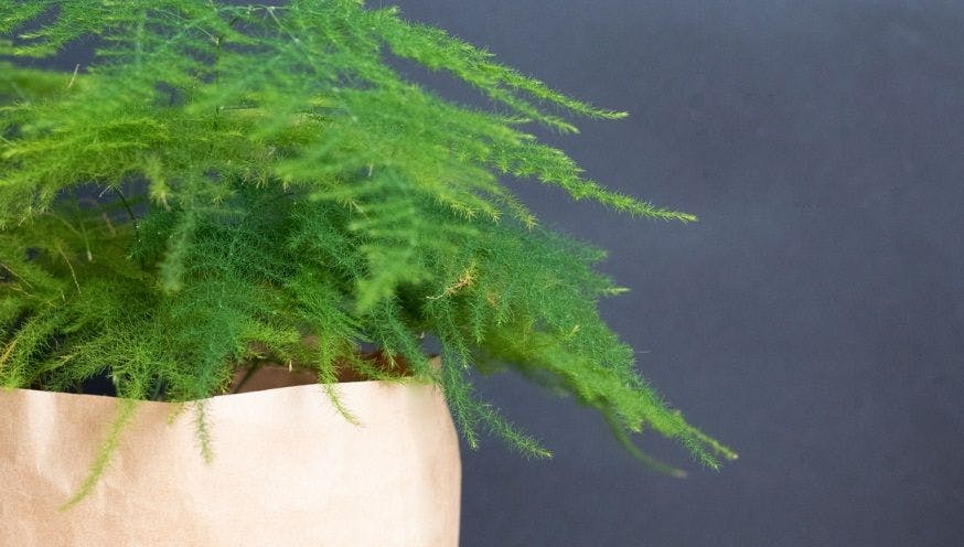 Growing Asparagus Fern: Complete Care Guide!