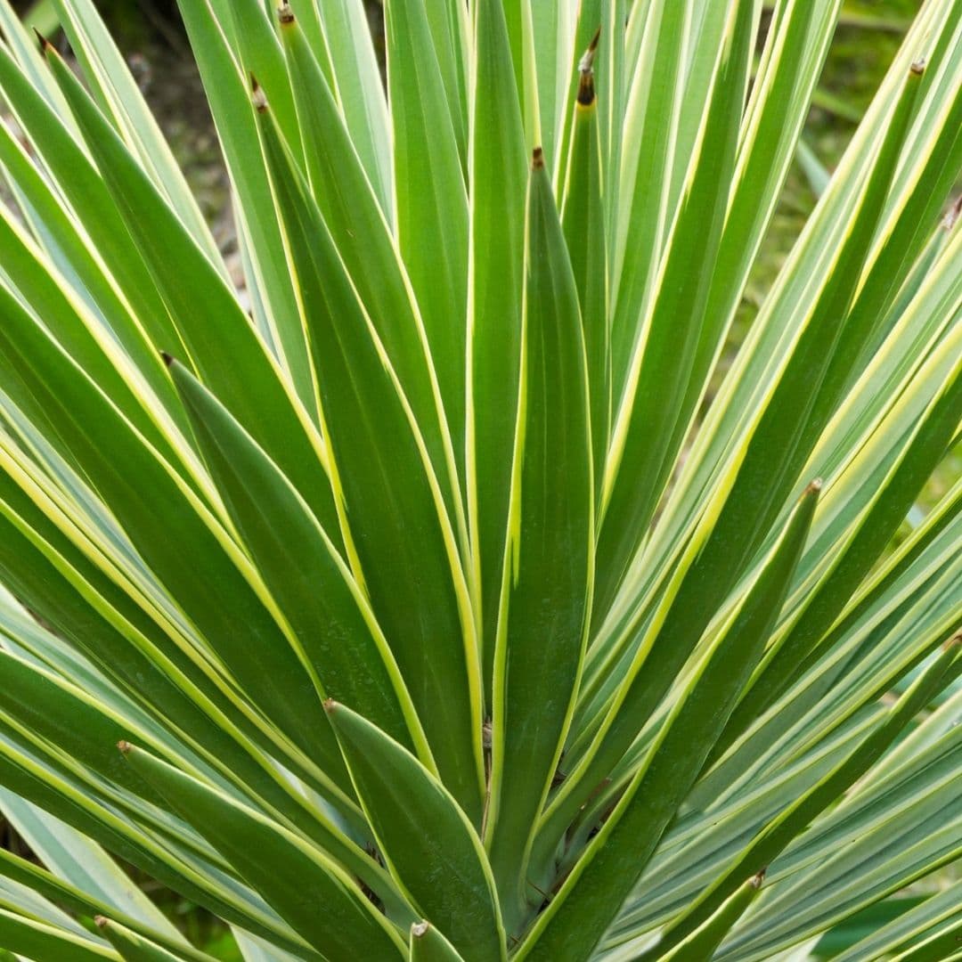 Yucca