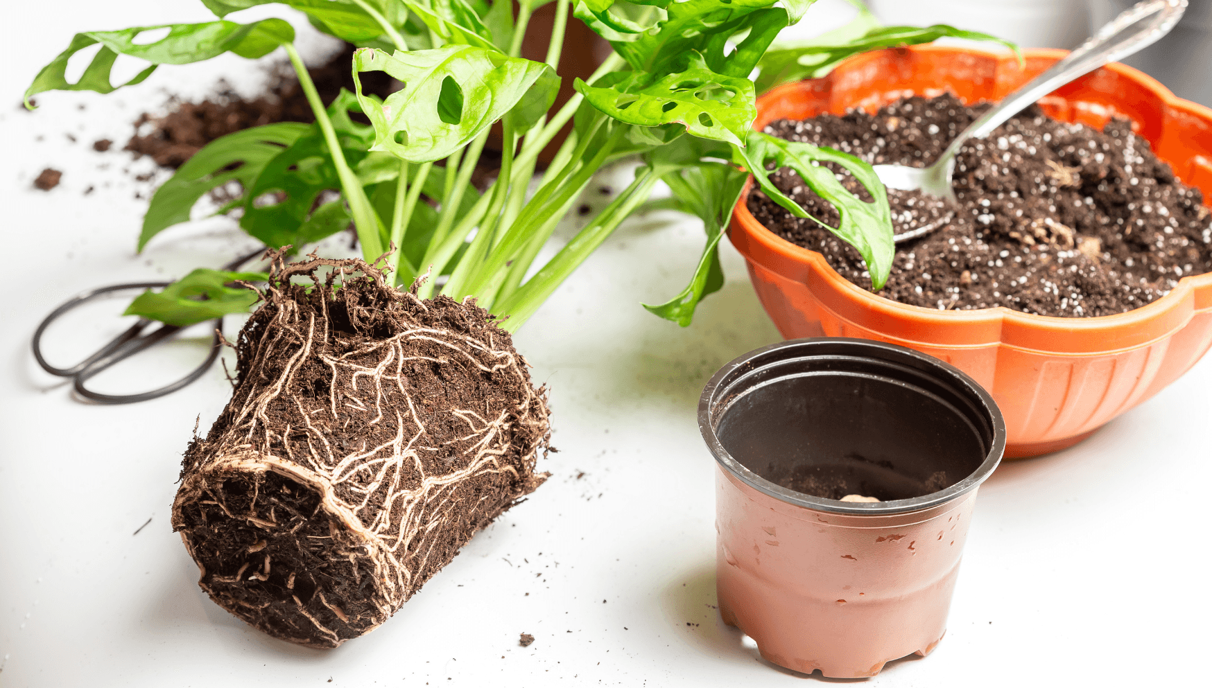 repotting plants